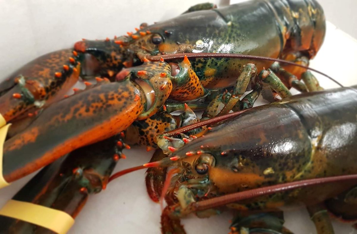 RosebudPub's tweet photo. Been amazing to have these little beauties return to our menu!
#seafood #shellfish #brightlingsea #lobster https://t.co/rwC3McVwG8