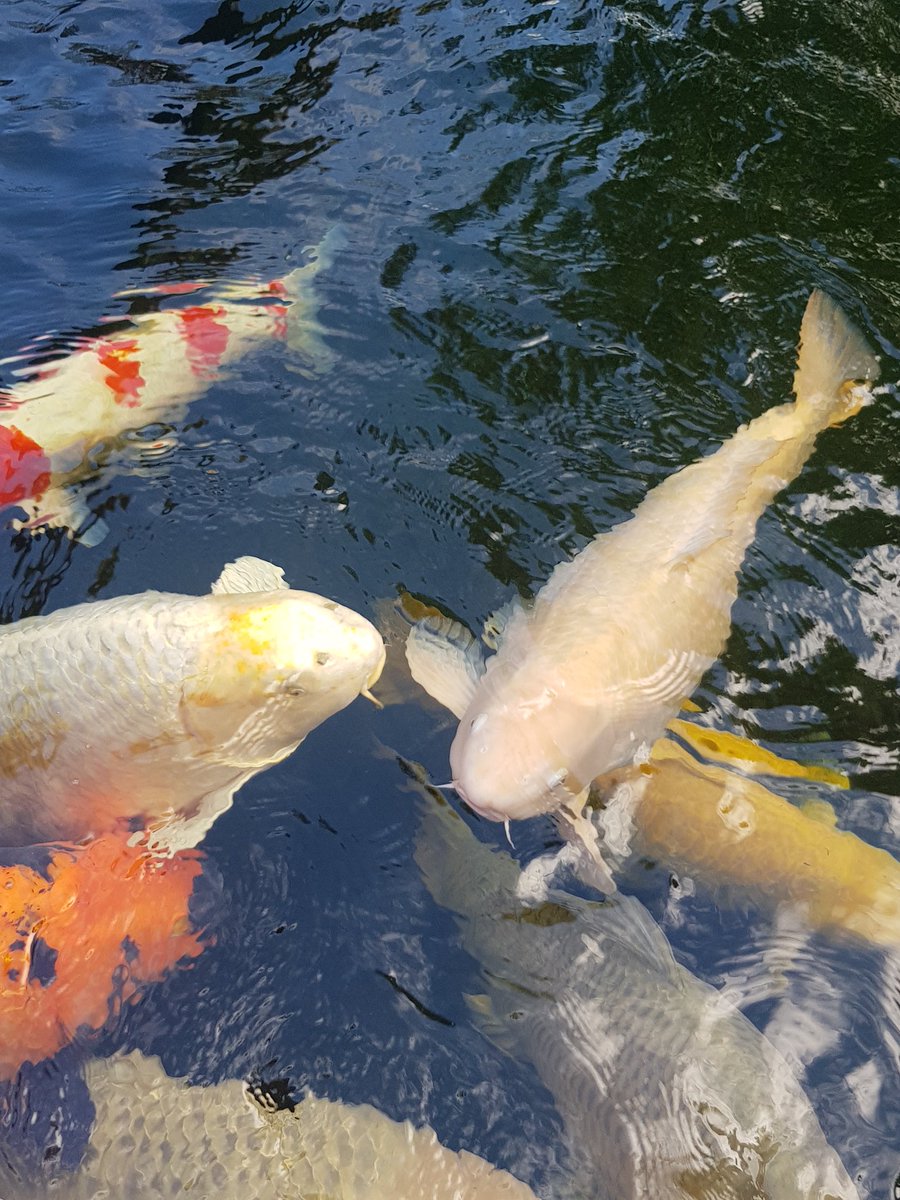 Dem Schwager sein Fuhrpark, Koi Karpfen liebe 😊 #Nishikigoi #brokatkarpfen #錦鯉 #koilove #demschwagerseinehaustiere #kois  #fishlove #frühling #kois #santavapor #koisoftwitter