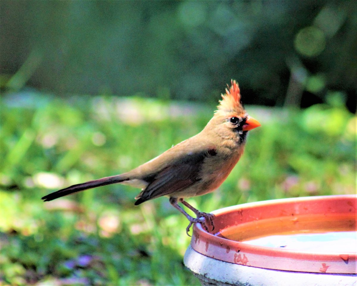 scoobie1o's tweet photo. #FemaleNorthernCardinal
#TwitterNatureCommunity #Nature #Naturelover #Aves #Vogels #Photography #WildlifePhotography #Birdwatching #Birding #BirdPhotography https://t.co/Ag67CcyRKc