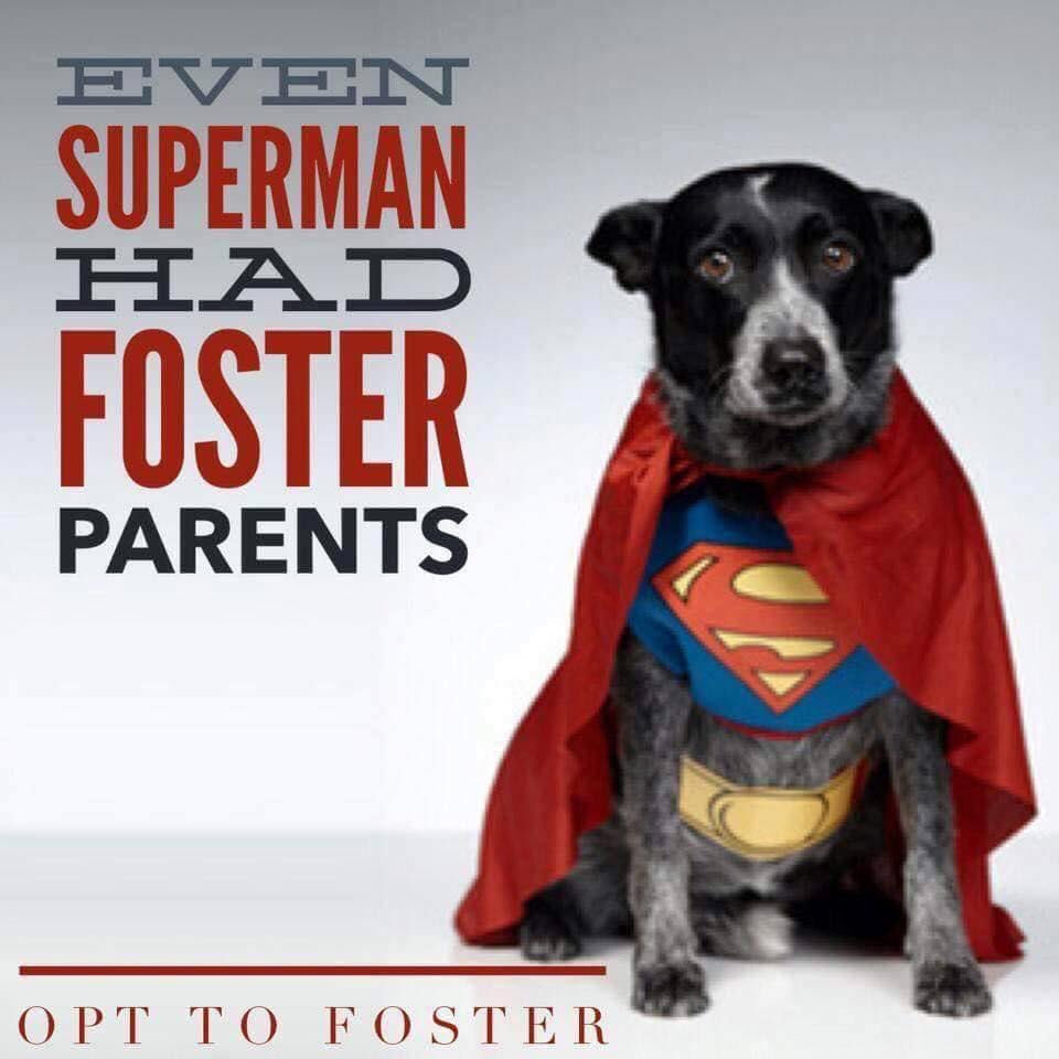 WstLondonGarden's tweet image. #TrueStory: be a hero #FosterFirst.