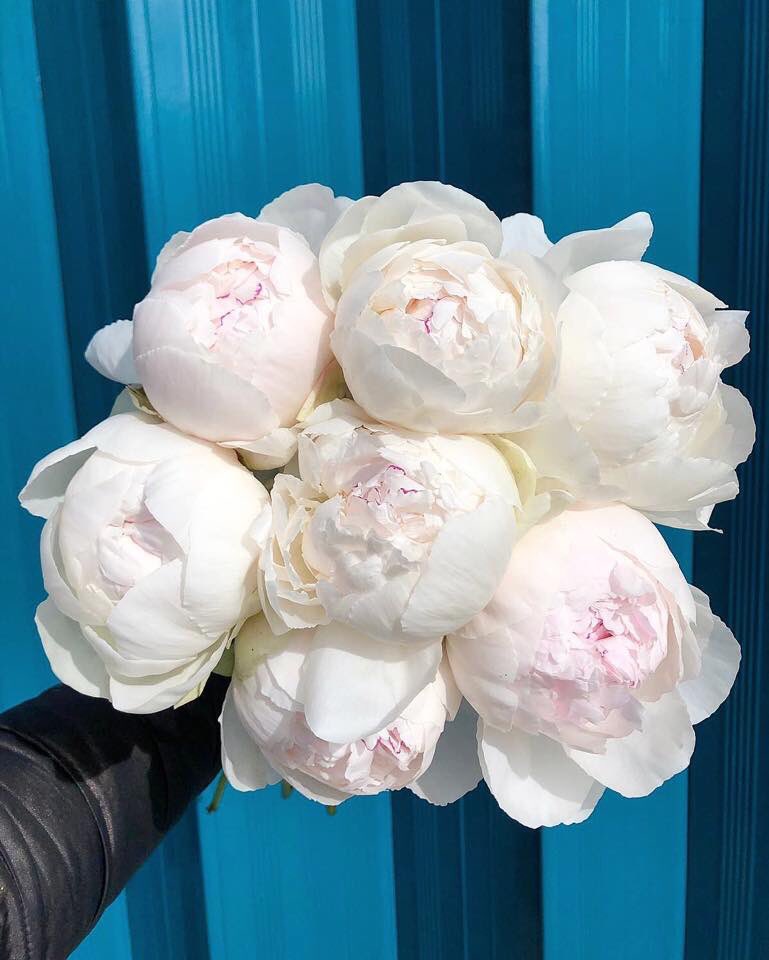 #peonies