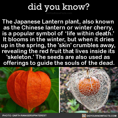 edbreakdotcom's tweet photo. The Japanese Lantern plant, also known as the Chinese lantern... #education #giveaway #quote #LifeChangingTipsForStudents #inspiration #life #metoo #facts #newprofilepic #ff #follow #photography #nature https://t.co/88QRMyv2Rm