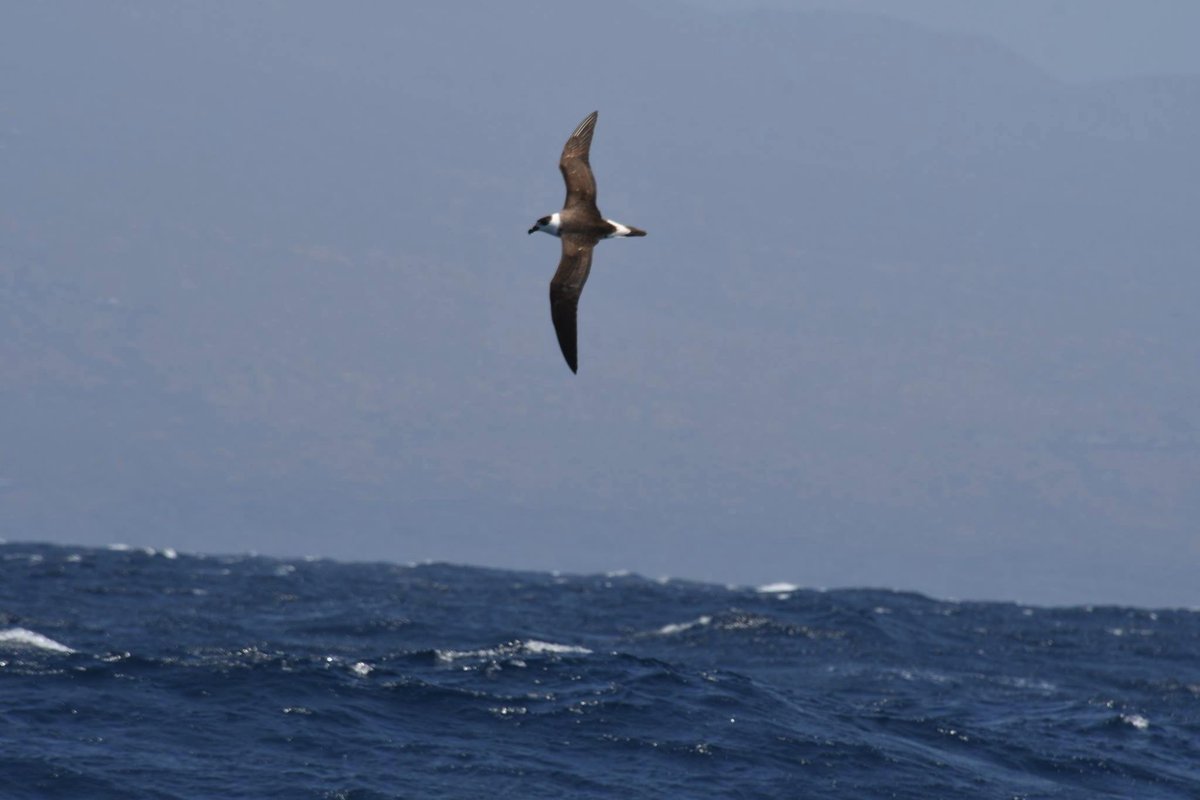 Black-capped Petrel, P. hasitata in chum at sea near Fogo yesterday - 4th record for Capo Verde and 12th for WP