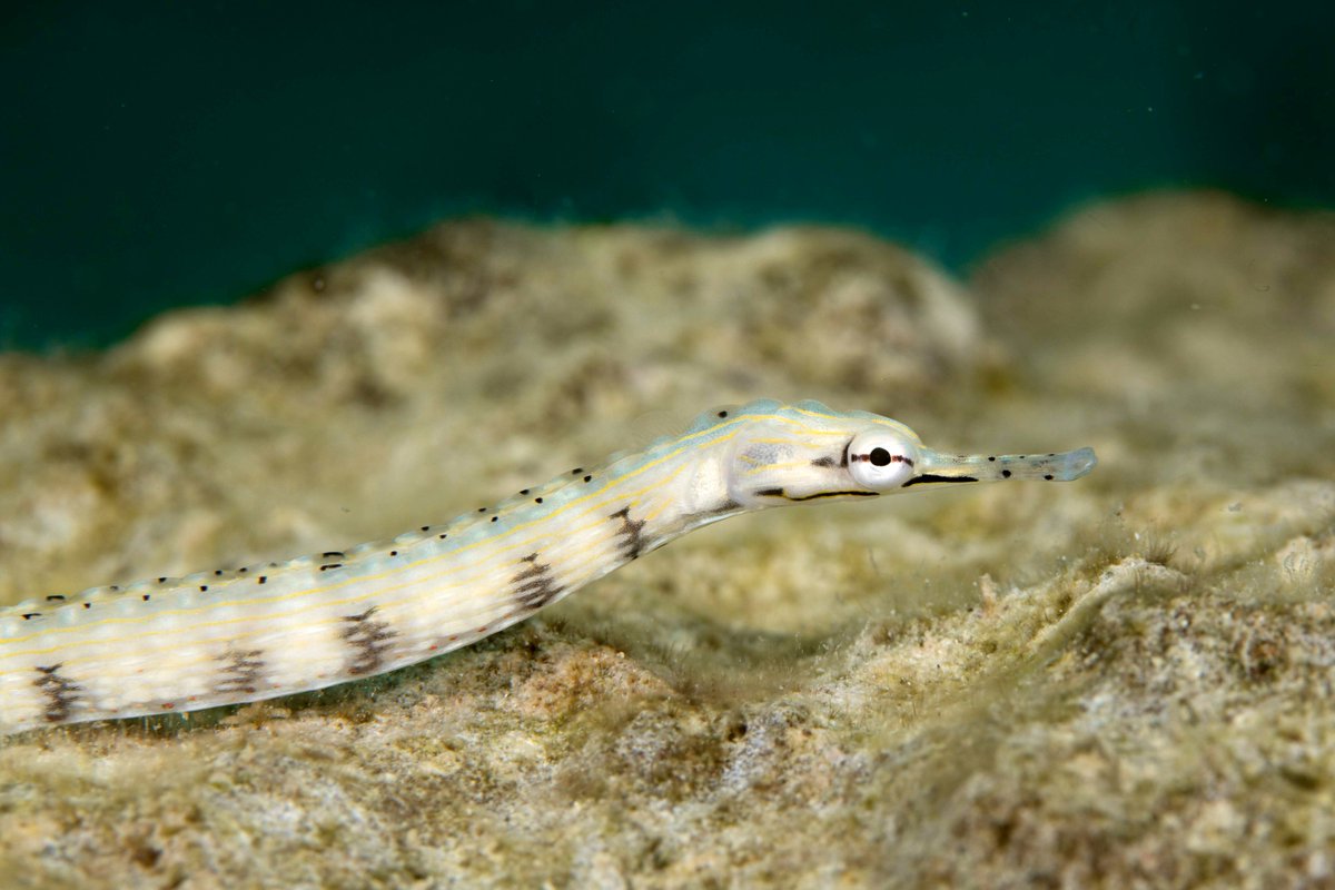 underwaterspot's tweet photo. The pipefish is a species of long pipe-like fish within the same family as Seahorses and Seadragons! You can see the relations in the face 🐴
#pipefish #scuba #diving #scubadiving #underwaterspotter #oceanlife #marinelife https://t.co/hc8yK4U0oH