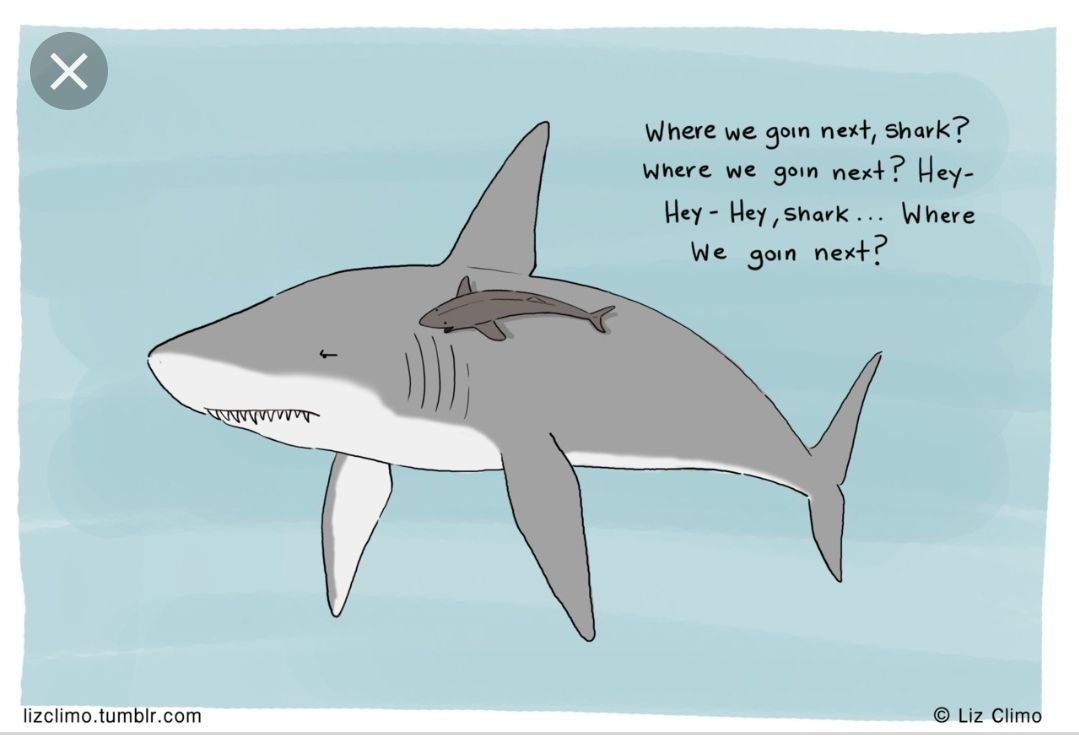 Shark Education on Twitter "⭐Do you know the name of this fish that