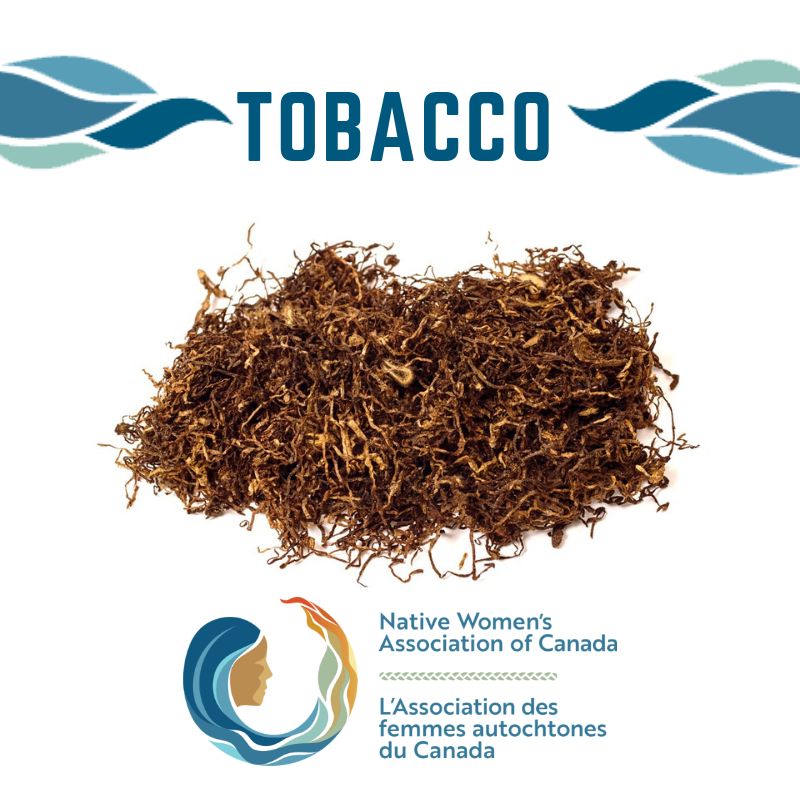 Sacred Tobacco is often used as an offering, to show respect and good  intentions. Tobacco is given to an Elder before advice is sought. Tobacco  is also offered to Mother Earth to