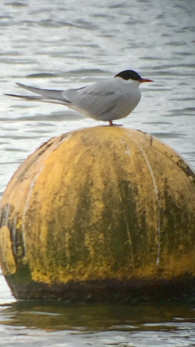 HughieKing's tweet photo. 1 Arctic Tern still present mid afternoon. Swan Pool Sandwell Valley W Mids. @WestMidsBirding https://t.co/KxmIUNMy2t