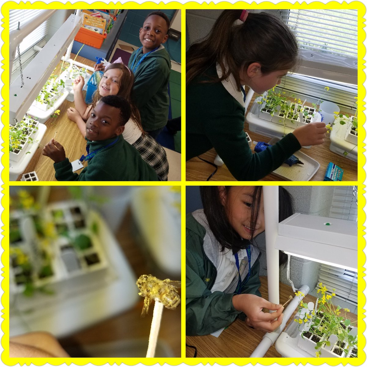 MathingWithMuse's tweet photo. Our science period has been packed fun!!! We planted Brassica seeds weeks ago to study the life cycle of a plant and to learn the parts of a 🌼. We've also learned the parts of a 🐝. We've had such a great time learning the process of pollination! @EicholdMertzMST @MDuBoseAdams https://t.co/8RaSQoA74x