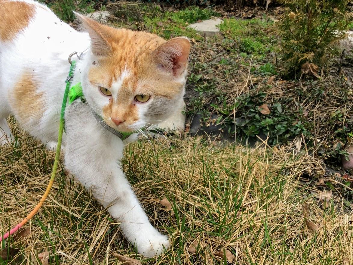 FartyCheddarCat's tweet photo. I go outside and I roll in da dirt.

Mama ses I has my warryer paynt on!

I looks lots tuff and den I go xplor.

I chek for bad kittys and zombees.

Den I see a bee in da twee!

I run and say hai, but den he fly away.

Den I see a bunny and I twy to chase!

But mama not let me. https://t.co/CHfMYmWEAs