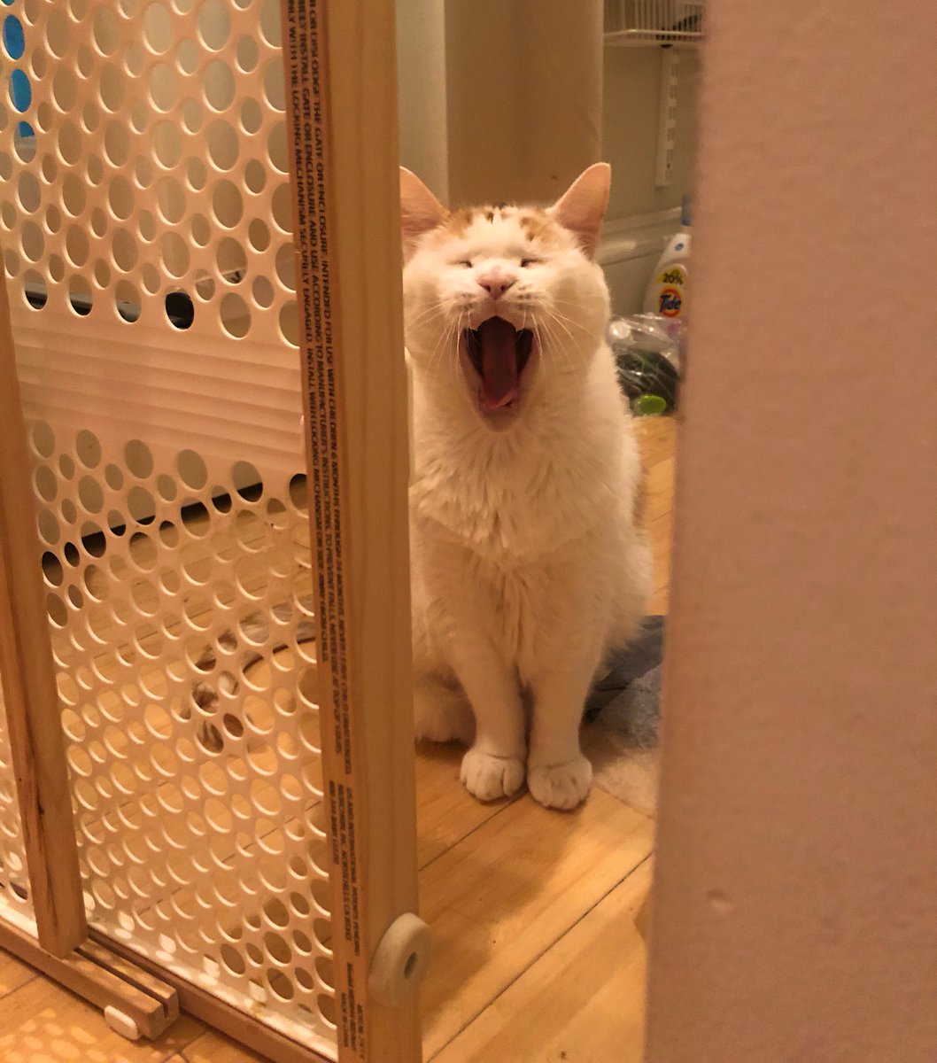 LoMeowChenko's tweet photo. Duuuuuddddessss.....I’ve been moved to GenPop in laundry jail!!! 🙀🌱🌿

#SendHelp #NotSoap #DontWantToDropIt #JustLetMeOutAlready #IHaveTroubleToGetInto #IMeanIDontHaveTroubleToGetInto #TroubleOhTroubleCantYouSee #SongByAnotherCat #SendSnacksWhileIWait https://t.co/8Nfi3HrwUT