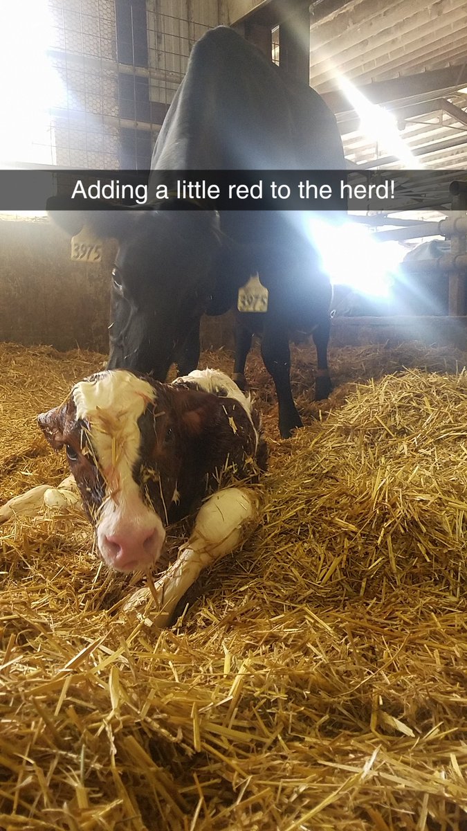 KrisScheider's tweet photo. New addition to the herd! A little red cross. #crossbreeding #redcalf #newlife #undeniablydairy #zirbeldairyfarms #farmlove https://t.co/8q7SOxv9iu