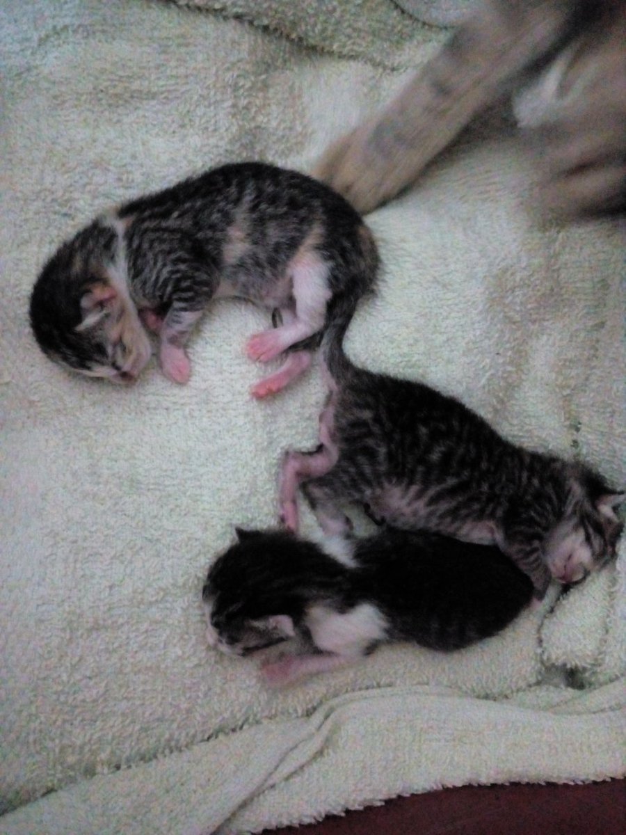 A diferencia de los seres humanos, los gatitos son lindos recién nacidos 
#AbuelaFeliz