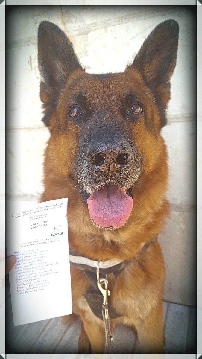 MJ_Brell's tweet photo. @lau_duart @marioestruch Mi perro Lobo y yo otro año más hemos acudido juntos a daros nuestro voto. Mucha suerte! Os la mereceis! 
@PartidoPACMA 
@PacmaValencia 
#PACMA28A 
#ReEvolución https://t.co/ahUUcu2eqy