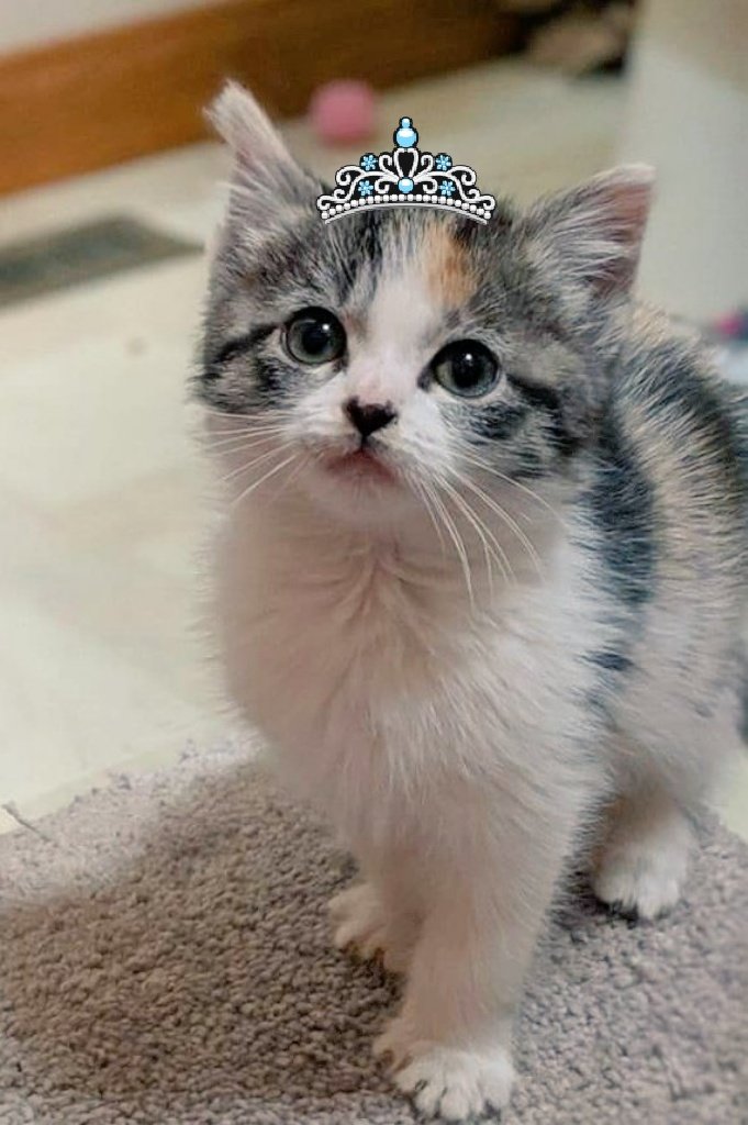HouseofMews's tweet photo. Our sweet April.......❤️
https://t.co/G3YgMU8VVd https://t.co/2v0M0kCanK