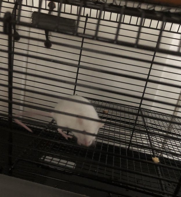 Please take these cute pictures of my mice as offerings before I take more https://t.co/MmkbEeL10v