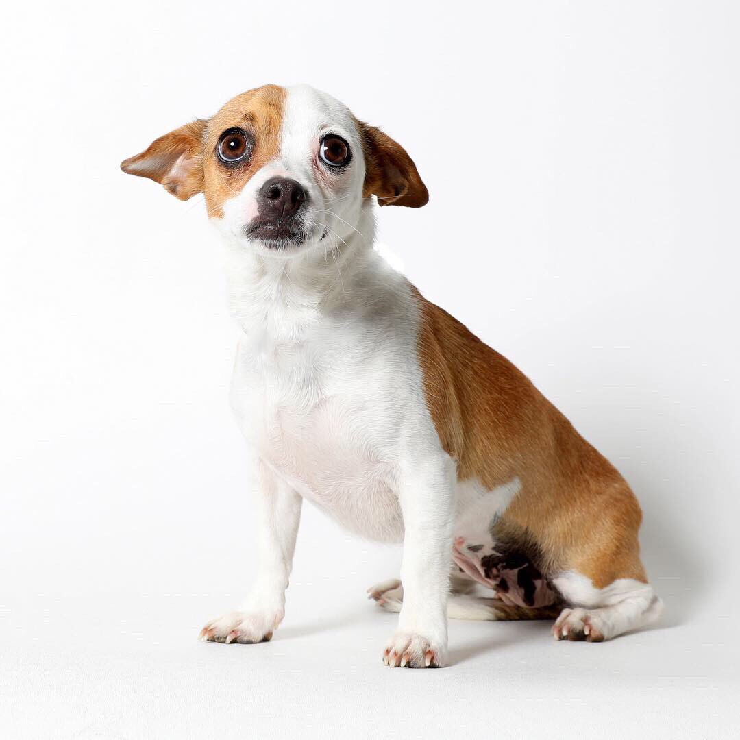WagsandWalks's tweet photo. Come meet Aurora and some of the other adoptable pups at the #WagsAndWalks Adoption Center from 12-8 pm located at 2236 Federal Ave, Los Angeles 90064 🐶 https://t.co/owyML8Xytp