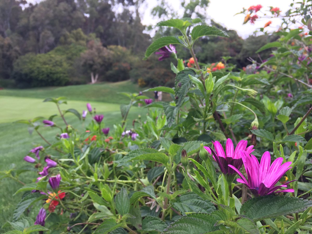 CStorepoint's tweet image. Prettiest golf course we’ve seen in a while #CStorePoint19. What a beauty!