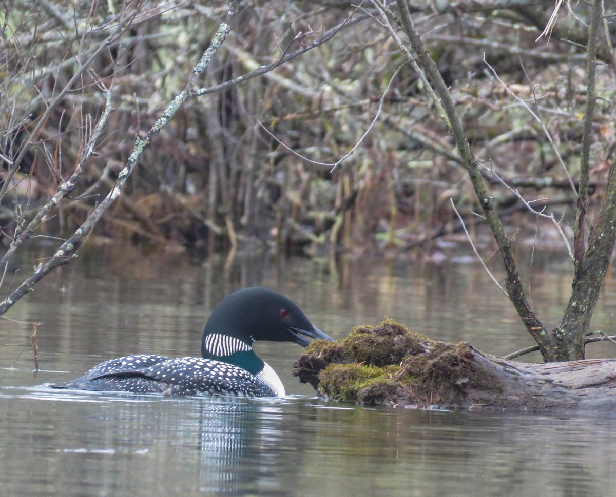 VTPaddlePups's tweet image. We're still waiting for most of our lakes to be ice-free,but at least we have Waterbury Reservoir in our back yard.  Nice to see our loon friends again! Be smart, wear a dry suit ( and PFD always!) until the water gets a bit warmer. @VTStateParks @VermontTourism #vermont #wearit