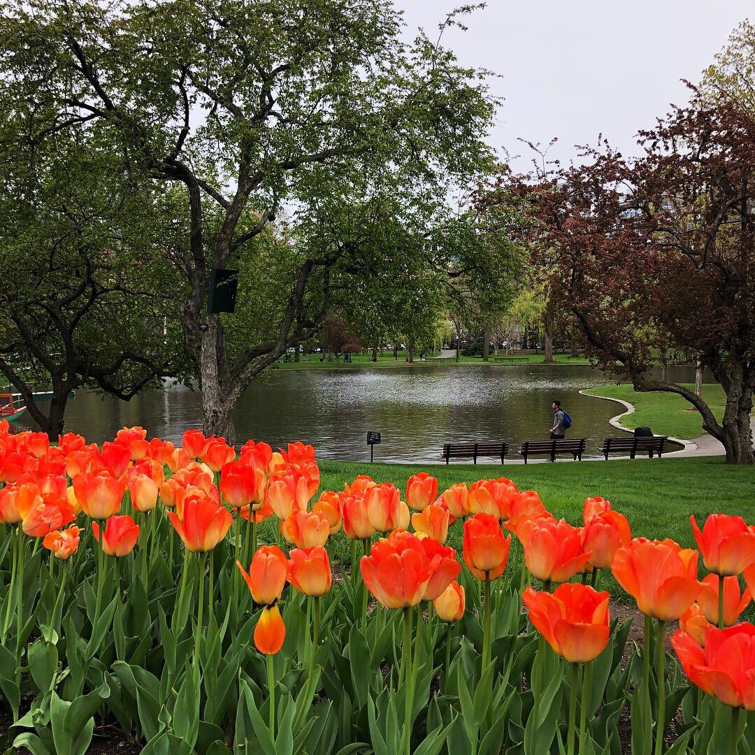 BostonTweet's tweet photo. Dreary days have plenty of color. https://t.co/5oroqxCmkn
