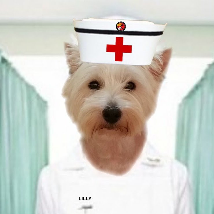 LillyWestie's tweet image. Is LILLY here from OTRB heaven wit lots of fruends, God and my master &amp;amp; matron @BonniedaWestie Me did not want see my FEARLESS  @BraveWinston  leader so soon but me here to welcome ou sir❤ Heaven need Braves soldyers We keep fightin from heaven wit U all #ZSHQ #Zboss RAAAAA👊❤