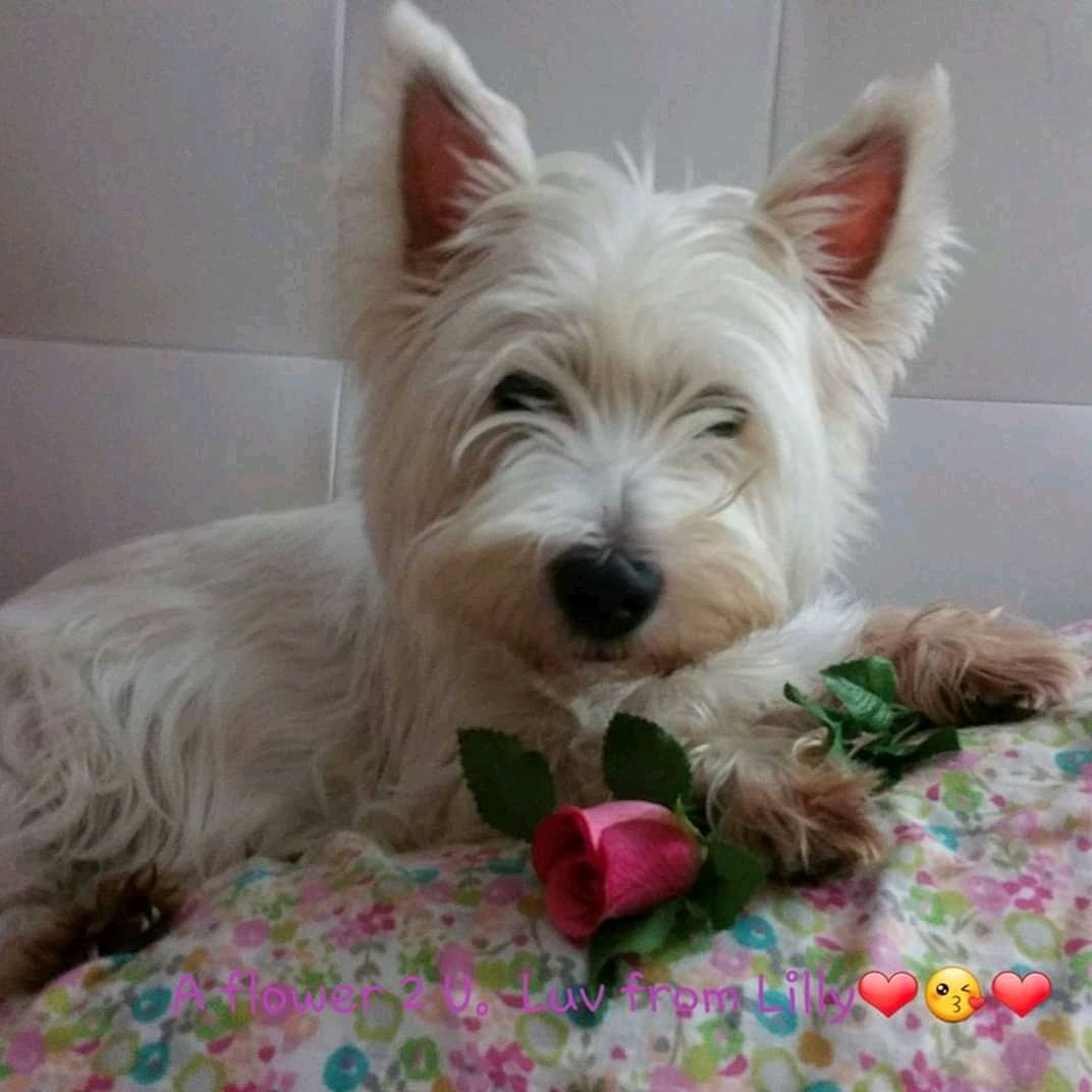 LillyWestie's tweet image. Is LILLY here from OTRB heaven wit lots of fruends, God and my master &amp;amp; matron @BonniedaWestie Me did not want see my FEARLESS  @BraveWinston  leader so soon but me here to welcome ou sir❤ Heaven need Braves soldyers We keep fightin from heaven wit U all #ZSHQ #Zboss RAAAAA👊❤