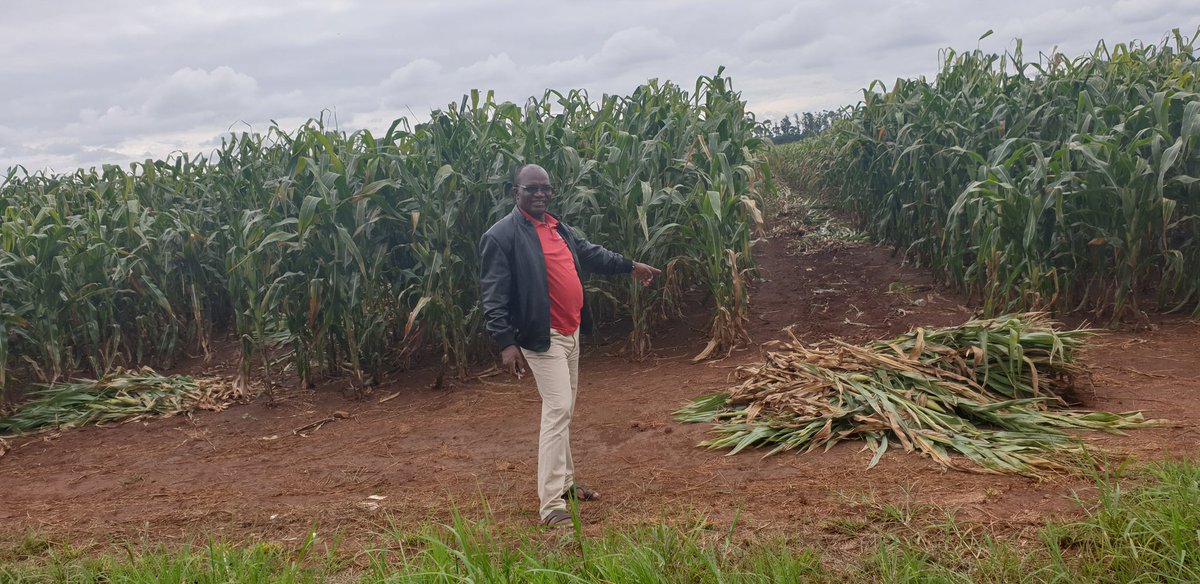 Vitamin A maize seed bumber harvest on a farm in Zimbabwe, produced by Mukushi Seeds in partnership with <a href="/HarvestPlus/">HarvestPlus</a> under <a href="/LFSPZim/">LFSPZim</a> <a href="/UKinZimbabwe/">UKinZimbabwe 🇬🇧 🇿🇼</a> <a href="/faosfsafrica/">FAO Subregional Office for Southern Africa</a> <a href="/PalladiumImpact/">Palladium</a>.  >50MT of this seed goes on sale this August countrywide in major agro-dealer shops.