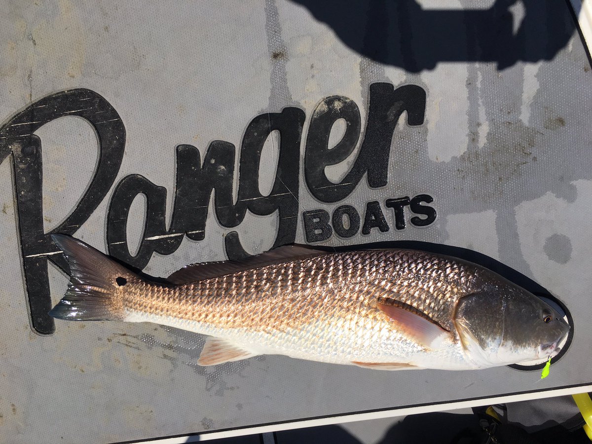 TheDataCage's tweet photo. Wiggled that @RangerBoats Banshee up the creek and caught this monster today.  #overtheslot https://t.co/CgLggD2uJg
