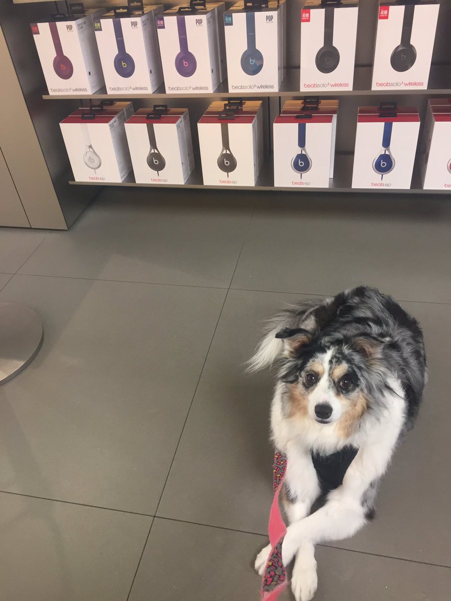 beleslie's tweet image. #TechPup Zoey, chillin at the @Apple store yesterday😎👌#dogsoftwitter