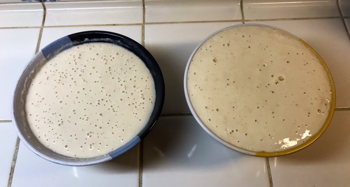 Here are two cultures of natural yeasts. The one on the left was collected on a hike behind  @NASAJPL, and the right is called “Son of Popidius,” and was cultured from scrapings of an actual ancient Roman bakery. Today I’ll make bread with both, using two ancient grains.