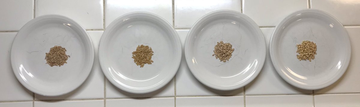 I thought you’d like to see the differences between ancient wheat and modern. On the right is modern soft white wheat. Moving left we have Farro, Kamut, and Einkorn, in order of ancientness. Today I’m going to mill and use Kamut and Farro. Why?
