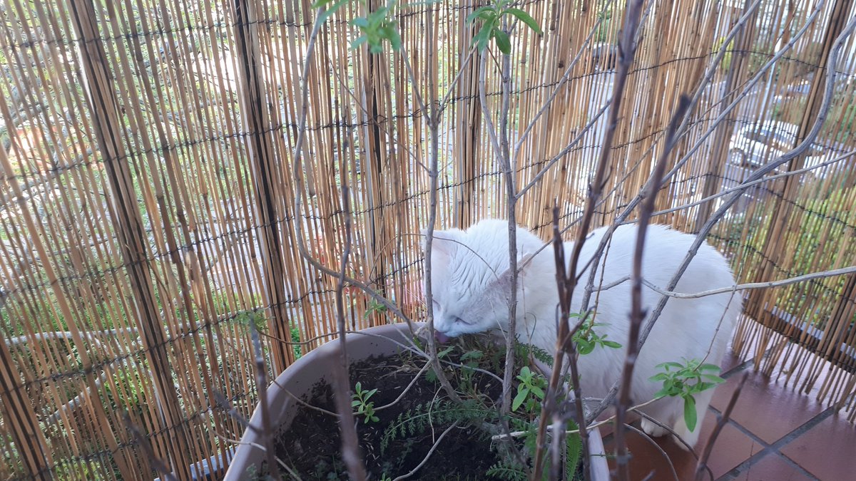 TweetKat1's tweet image. Mes humains ils disent je suis un lapin que je fais que manger l'herbe