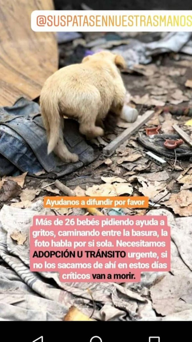 roog_01's tweet photo. Hola, buenas, PUEDEN POR LOS MENOS DIFUNDIR SI NO VAN A ADOPTAR O DAR TRÁNSITO, es lo MÍNIMO que podes hacer, gracias. https://t.co/bkxZKnzprE