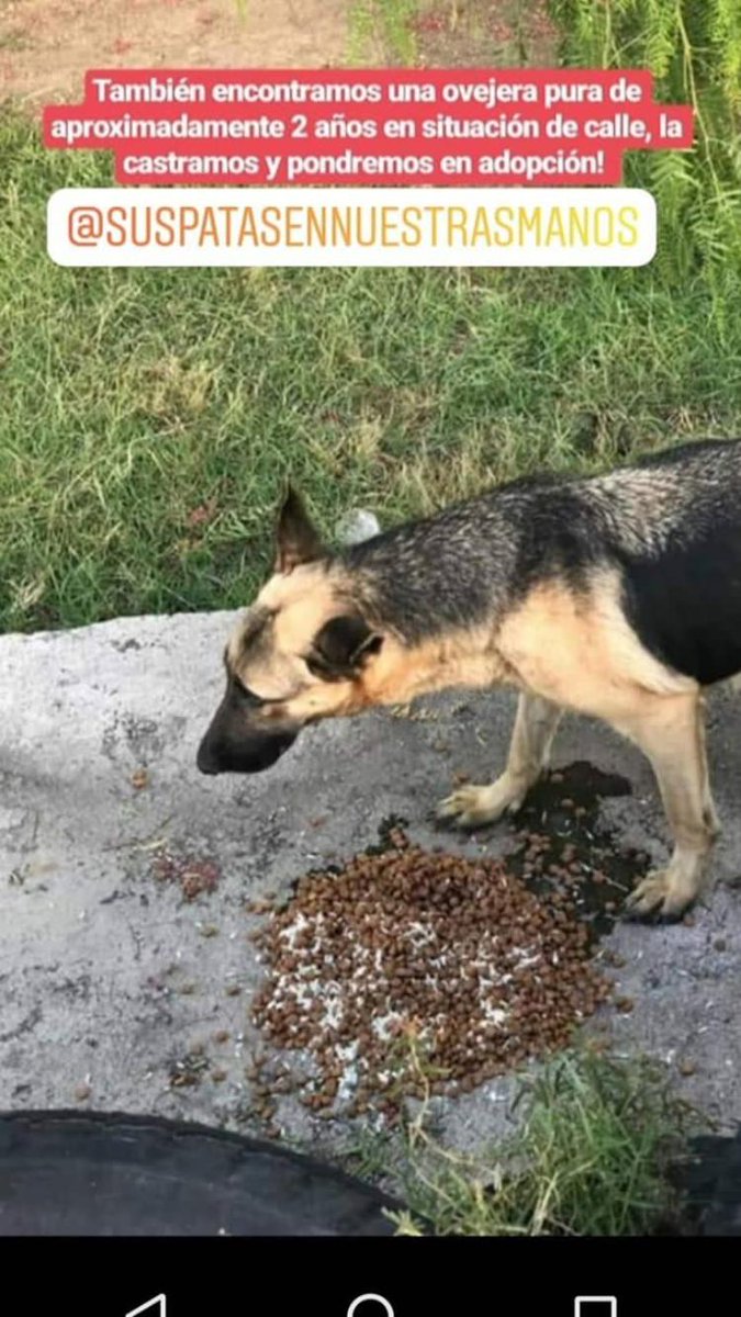 roog_01's tweet photo. Hola, buenas, PUEDEN POR LOS MENOS DIFUNDIR SI NO VAN A ADOPTAR O DAR TRÁNSITO, es lo MÍNIMO que podes hacer, gracias. https://t.co/bkxZKnzprE