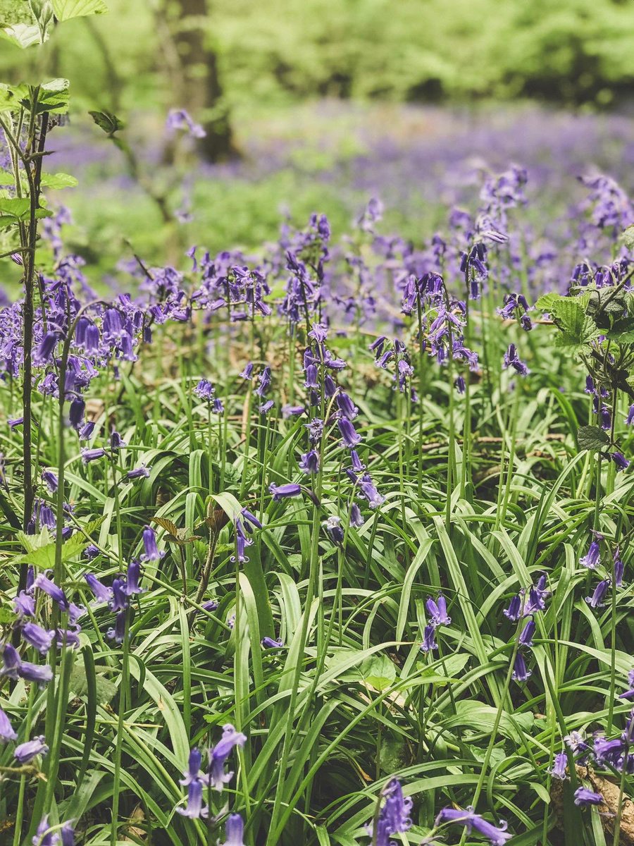 High5_ME's tweet photo. #High5ME for going on a bluebell walk today! https://t.co/7VMYN5P7qX