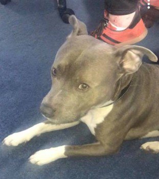 MissingPetsGB's tweet photo. 🐕 #lostdog HUGO went missing on Thursday 25 April around the Salthouse Road area, Barrow in Furness #LA13
Hugo was last seen wearing a grey-brown collar.
He is a friendly, approachable dog. 
SIGHTED 11am Westway/Roose road 27 April #cumbria #ScanMe  https://t.co/s34WKoitB2 https://t.co/1WfRNxaMJ1