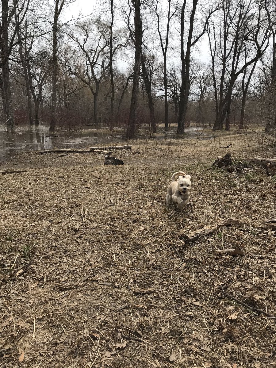 thisprairiegirl's tweet image. Burnin off the energy. #onew #runface