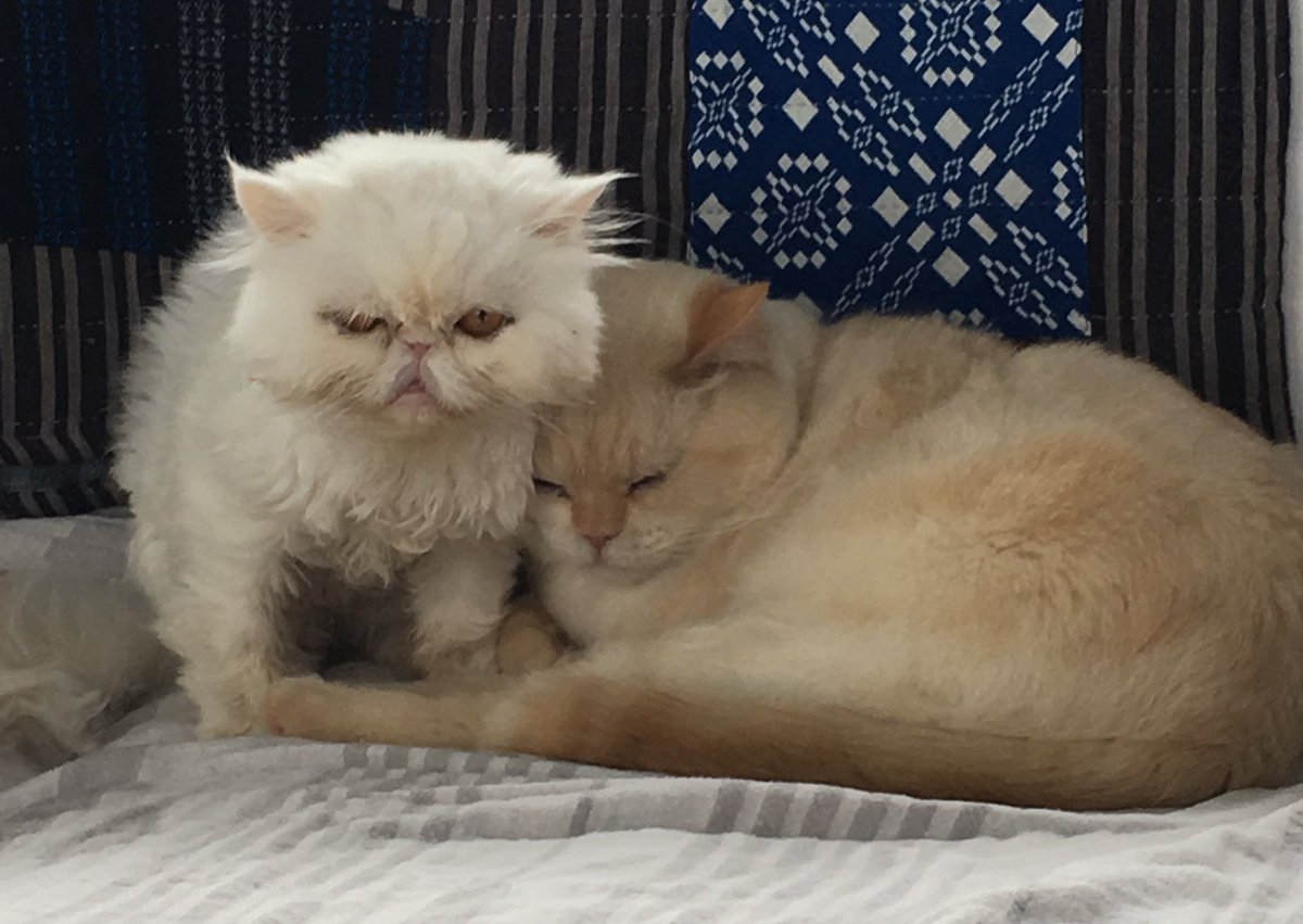 my fave animal lovers - Midgie and Norm came from <a href="/HappyHomesInc/">Happy Homes (HHAR)</a> the best rescue out there. they are doing a fundraiser to receive a grant. please donate if you can - any amount helps!!
crowdrise.com/o/en/campaign/…