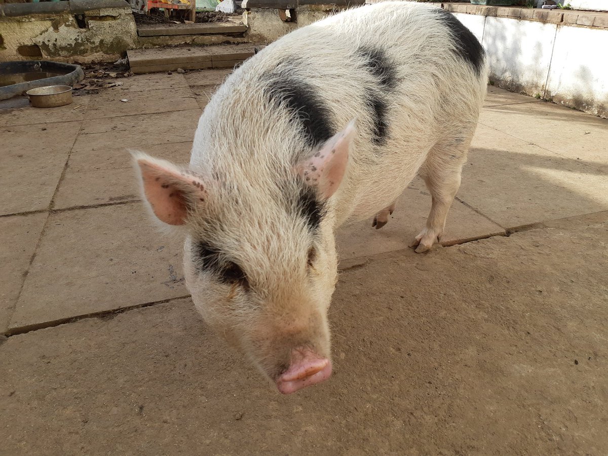Laces was an unwanted "mini pig", at only 3 months old she was offered to anybody for free whether they intended to treat her as friend or food. She's all grown up now and ready for a new home at <a href="/BTWsanctuary/">Beneath The Wood Sanctuary Ⓥ 𓃟 Pigoneer</a> 

With your support we can build the fence for the field 🐷