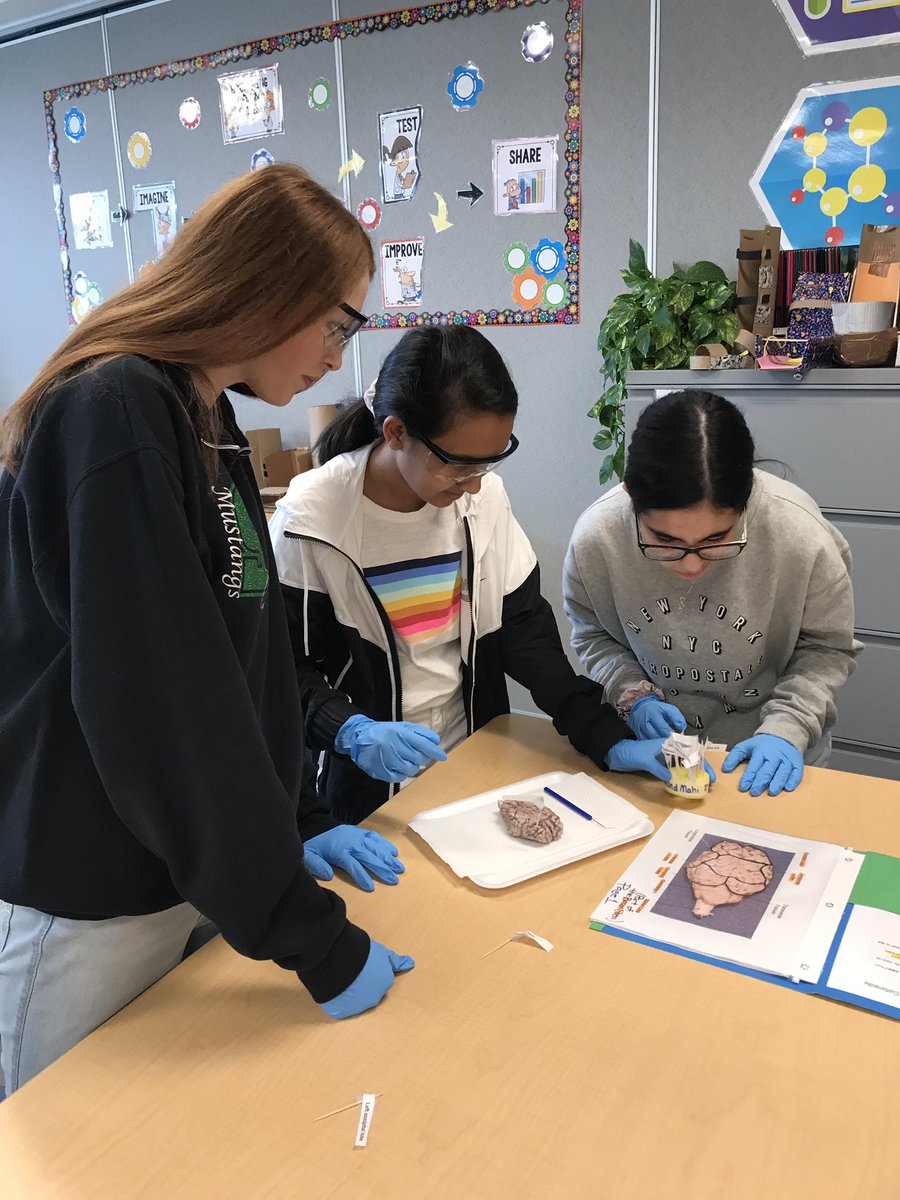 GATEWAYatSMS's tweet photo. Last but not least, 8th period Medical Detectives overcome their fear of the unknown and conquer dissection. Nice work! #WeAreStrongsvile @polariscareer @xander_diane @smsstangs https://t.co/mk2tR9I6oe