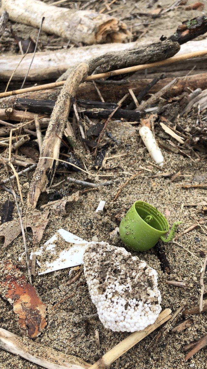 Sapna_Parikh's tweet photo. 🌎 Celebrating/mourning #EarthDay2019 this weekend. Every time I saw a straw, I thought of the turtle in the viral video that had one up its nose 😢🐢#beachgarbage https://t.co/D6RfnMnRt7