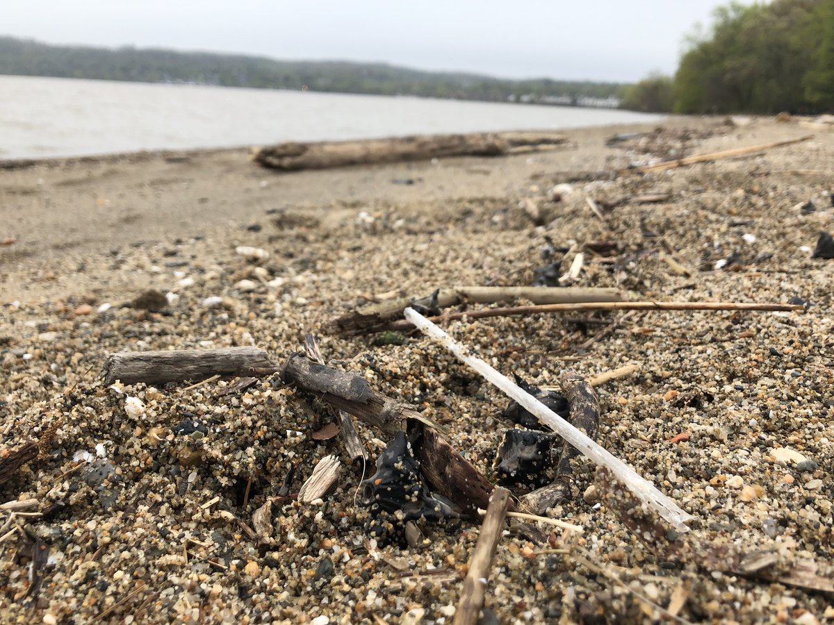 Sapna_Parikh's tweet photo. 🌎 Celebrating/mourning #EarthDay2019 this weekend. Every time I saw a straw, I thought of the turtle in the viral video that had one up its nose 😢🐢#beachgarbage https://t.co/D6RfnMnRt7