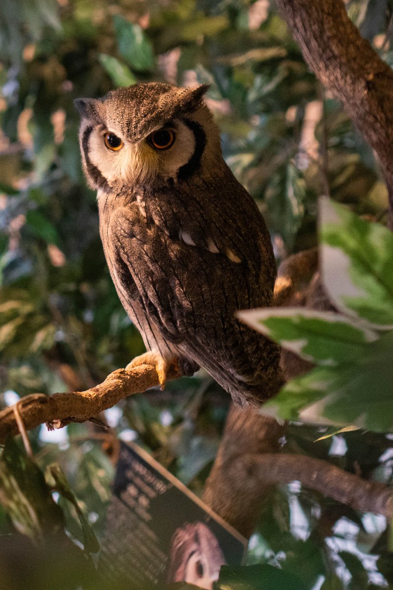 JpopDallas's tweet photo. https://t.co/DfVzJccH5v
 
I've been to the "Forest of Owls" in Akihabara, but there's actually a nicer location in Kyoto, at least for pictures. 

春休みにもう一度嵐山に行って「フクロウの森」という店を見つけました。秋葉の店も行きましたけど 。

~Michael

#owl #cat #フクロウ #猫 https://t.co/QHXoiGzPVt