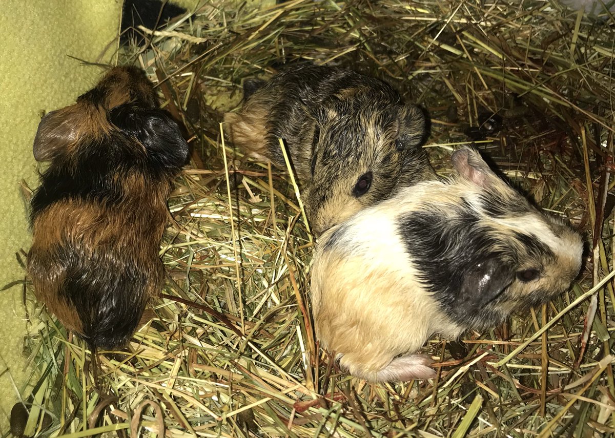 Zenreus's tweet image. Officially a grand parent 😊