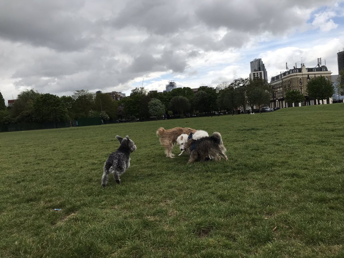 HuwsThere's tweet photo. So much fun in the park today with @ShepherdsPieDog @HowardsWayOut @JeffTakesOff and Raff the super Spaniel! ๐๐ I even managed an ear thing for @Cafeterrier #ItsAnEarThing https://t.co/QahLGpupNM