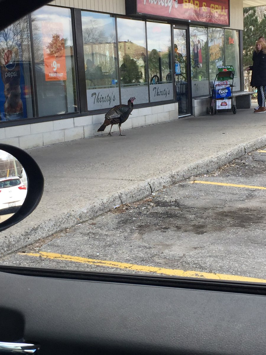 CeliaGilroy's tweet photo. @bradys_meats hey Rob...you missed this today! https://t.co/YmtVyG58Qr
