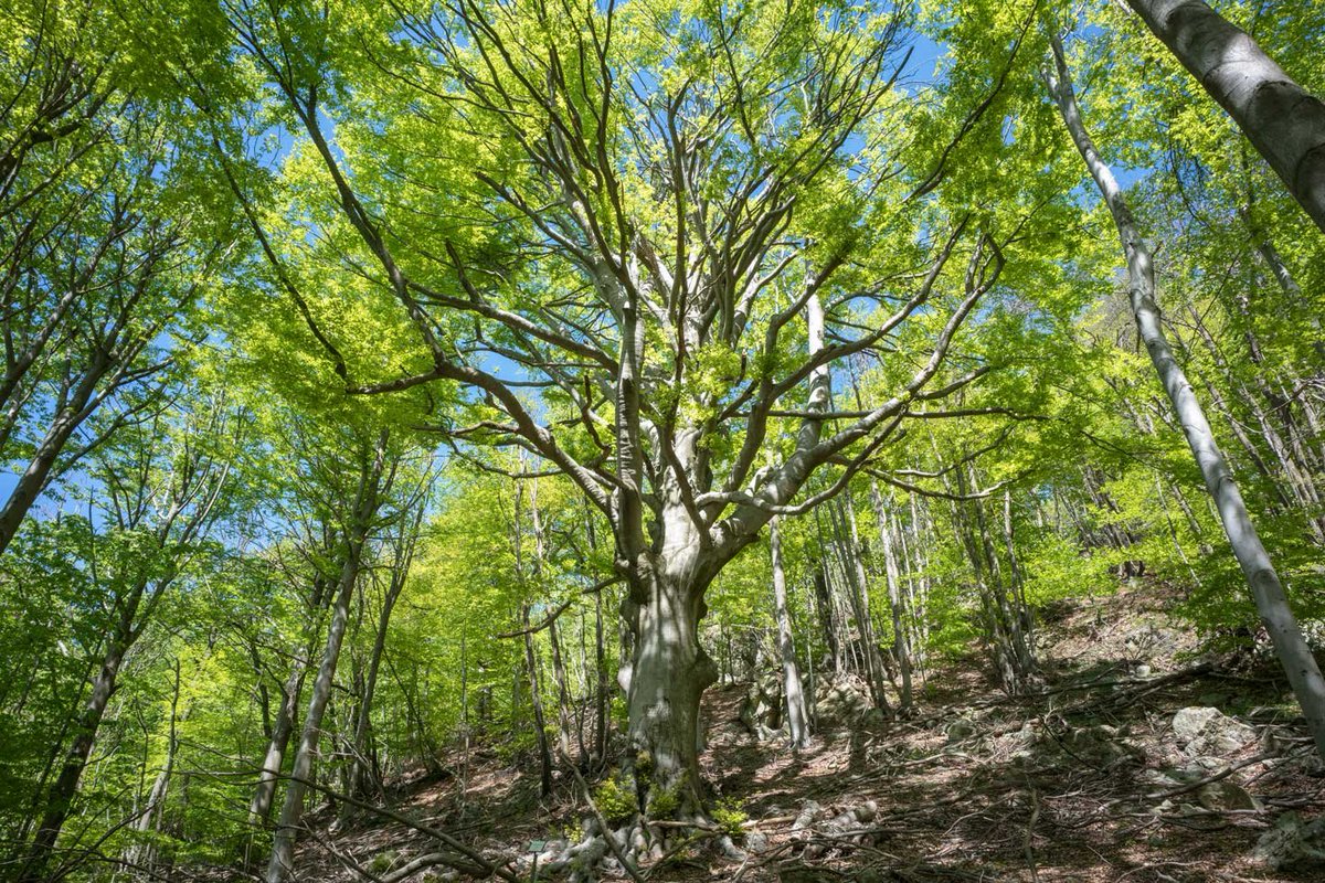 MkcPoli's tweet photo. Nella riserva dell' #Adelasia #SV #CascinaMiera https://t.co/BKCz4QGTUh percorrendo il sentiero1 in pochi minuti si arriva vicino a un grande #Faggio #FagusSylvatica #Secolare Il tronco è circa 435cm a petto d'uomo. Presenta graffiti sulla corteccia testimonianza di #Inciviltà https://t.co/bdiQYvODRL