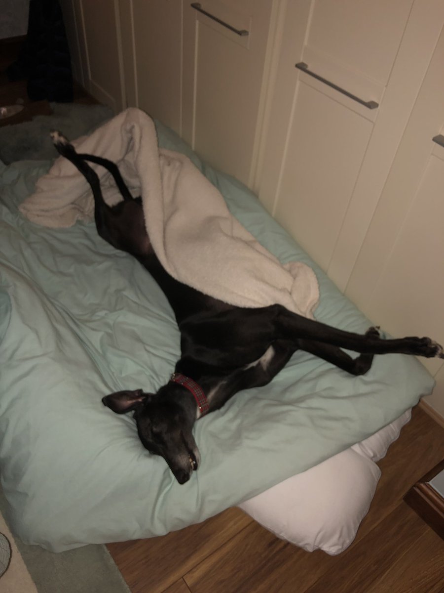WalterGreyhound's tweet photo. One must keep one’s modesty https://t.co/1DzA4sCPcK