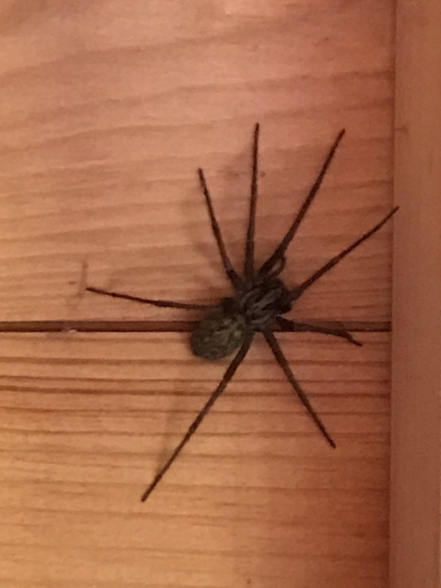Ewenny2's tweet image. Lives in my shed.. size of a small pony..#pider