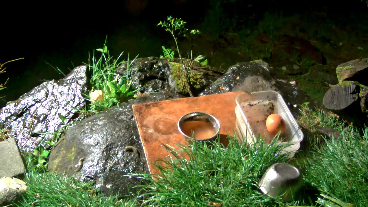 iCatcherWild's tweet photo. @katemacrae @WildIreland New camera position for the Pine Marten cam, well just zoomed in more. Hoping for some good close ups tonight under the lights. The snipe are drumming at night and cuckoo by day.. https://t.co/rW7PQH3VIC