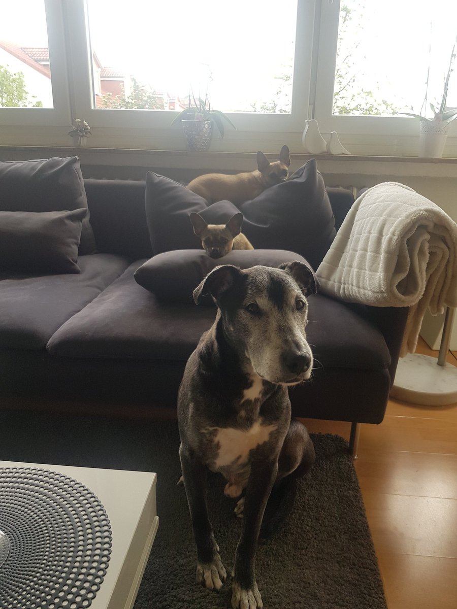 Die Wölfe warten auf Sonnenstrahlen.....🙄😂 #dogsoftwitter #pepitamarthaundtyson #doglovers #dogs #love #rheinlandvapecrew #santavapor #labrastaff #bullpinscher #frühling #bodyguard